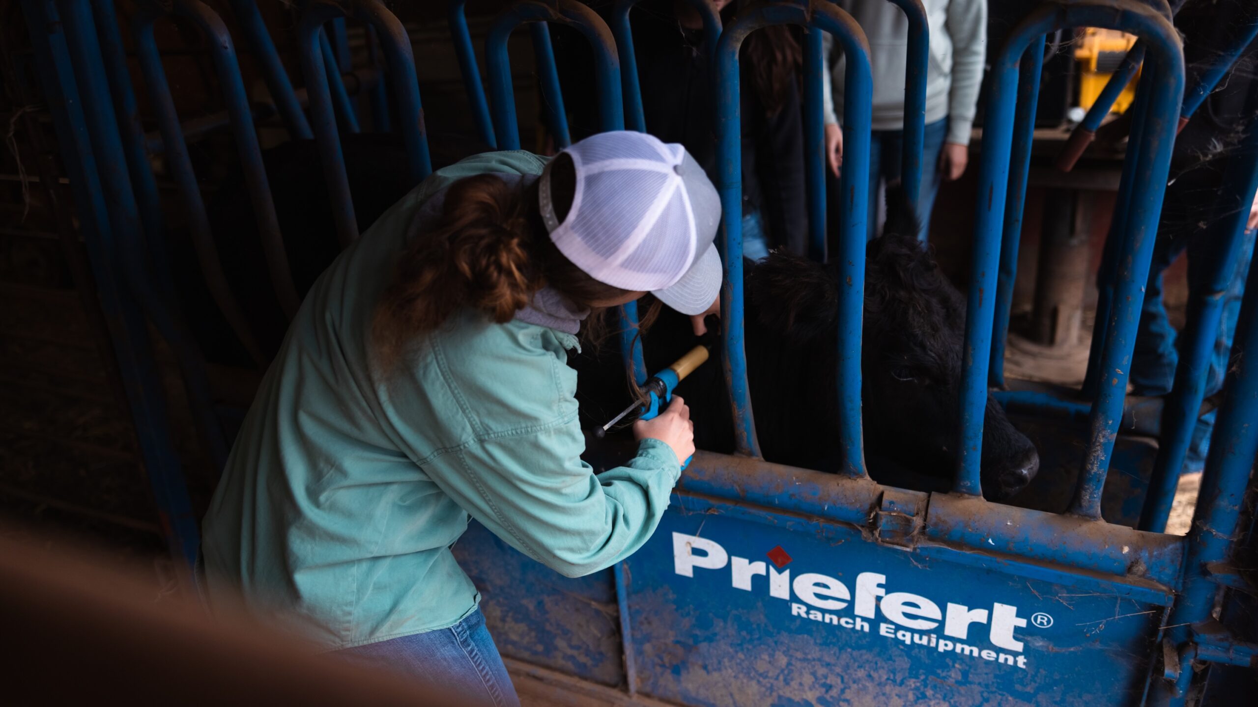 A woman is administering a vaccination to a cow in a pen, ensuring the animal's comfort during the procedure.