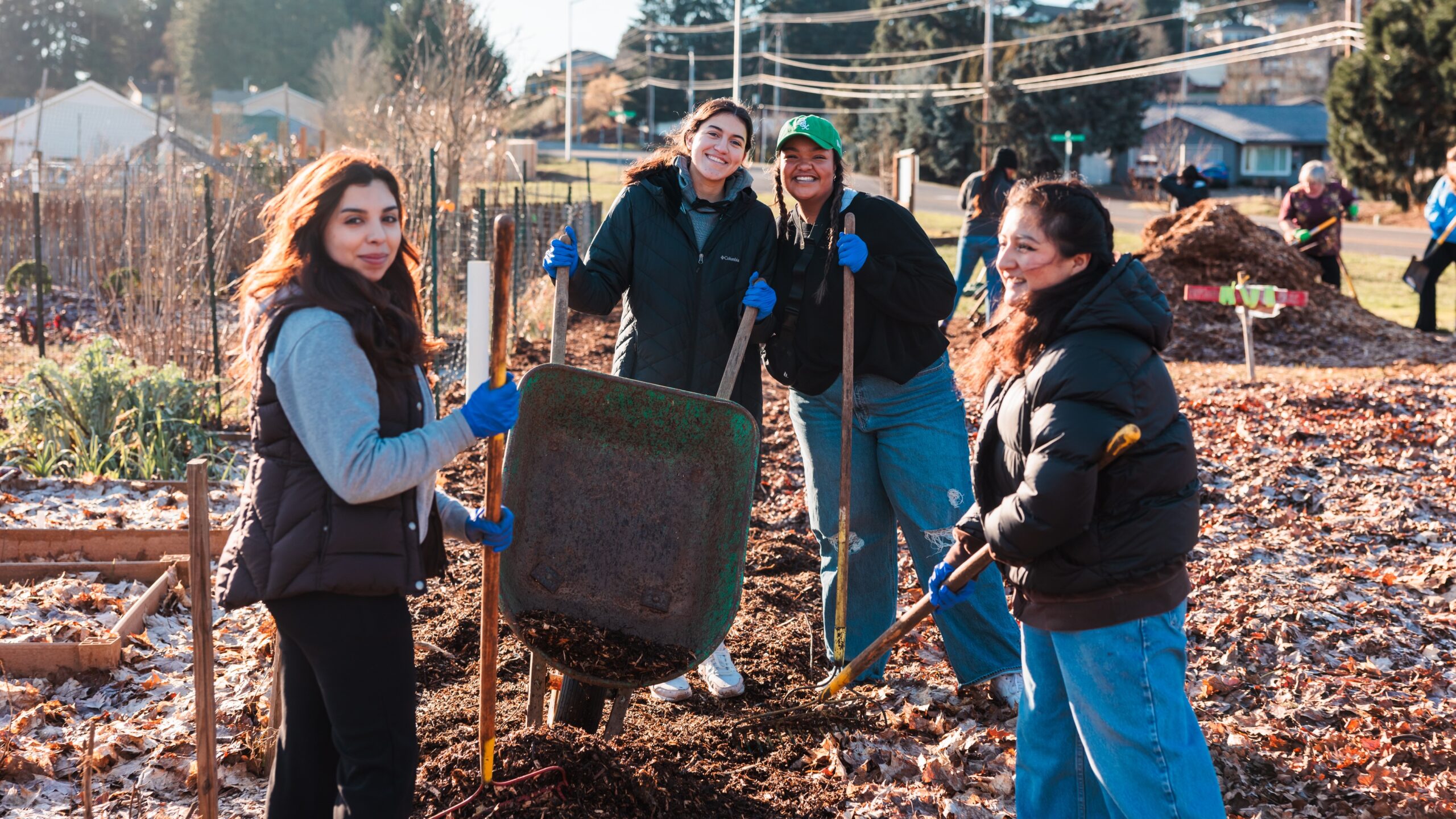 Four students work together in a garden, using shovels and a wheelbarrow to move bark chips as part of a community service project.