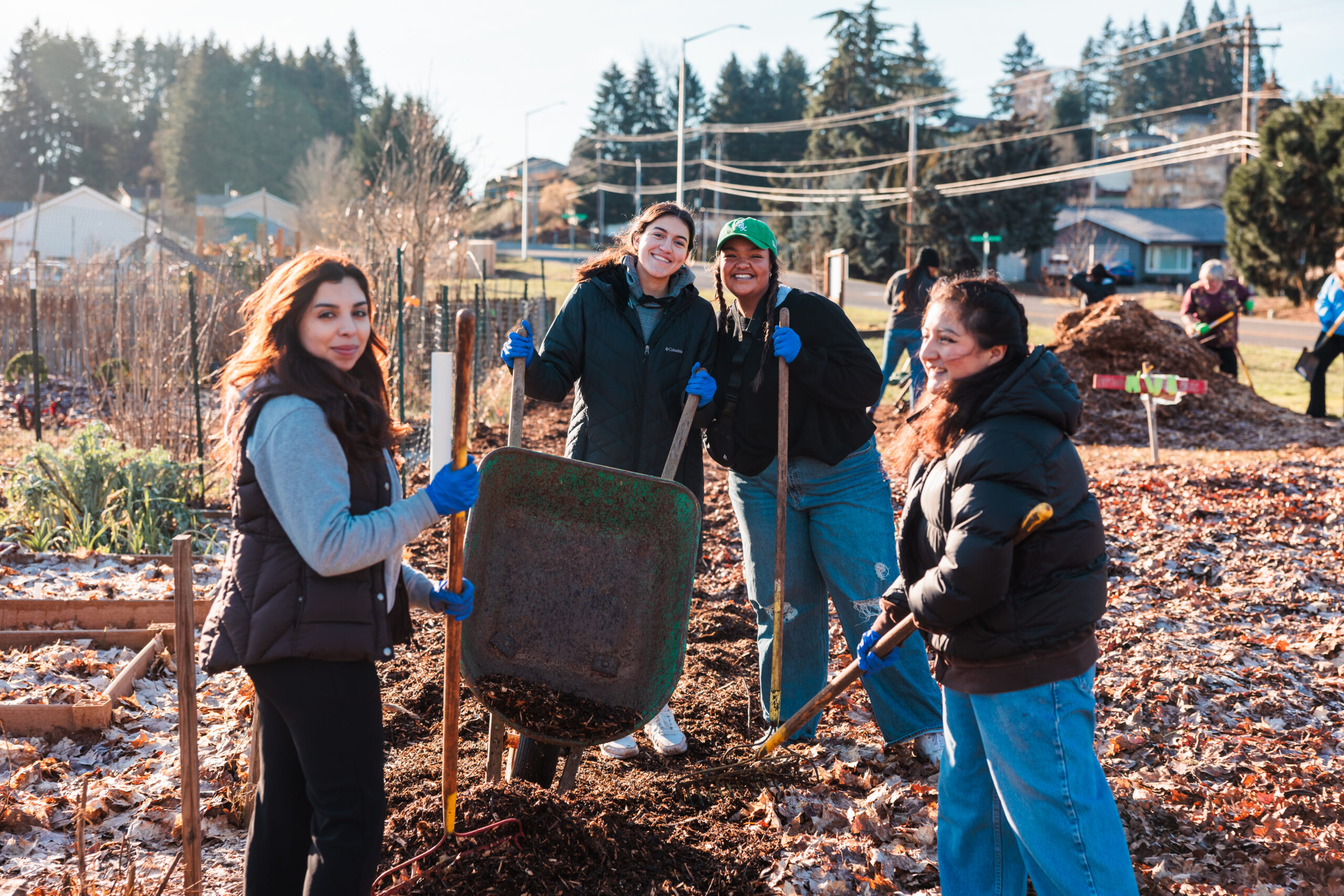 Four students work together in a garden, using shovels and a wheelbarrow to move bark chips as part of a community service project.